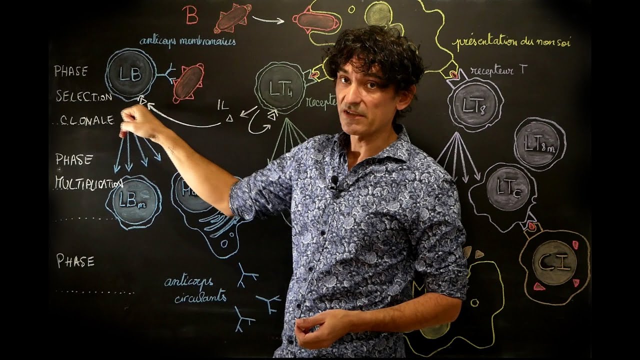 Réponse Immunitaire Adaptative Youtube