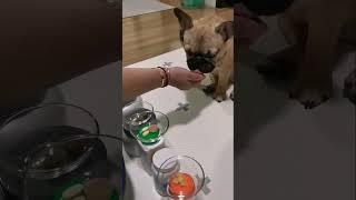 Frenchie #49  - Best Supplements For Dog  #shorts  #viral  #frenchies