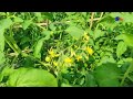 টমেটোর ব্রাঞ্চ কাটার সঠিক নিয়ম cultivate tomatoes the right way