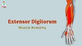 Extensor Digitorum Muscle Anatomy | Muscle of Posterior Forearm | Doctor Speaks