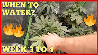 WHEN IS THE BEST TIME TO WATER? WEEK 3 TO 4 AUTOFLOWER +PHOTO PERIOD GROW