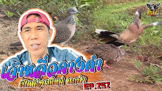 ต่อนกเขาใหญ่ | หลิ่วคางดำ | เปิดตัวนกใหม่นกป่า EP. 252