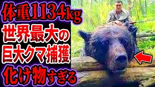 【世界最大】体重1134kgの超巨大クマを捕獲…実在した超巨大クマたちがヤバすぎる【ゆっくり解説】【巨大生物】