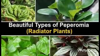 Pepperomia Varieties (Radiator Plants) in the World @ +6285.72000.7587 Alamendah