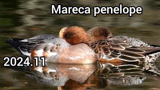 Eurasian wigeon (European wigeon, Widgeon, Wigeon) | Ducks in the park | November 2024