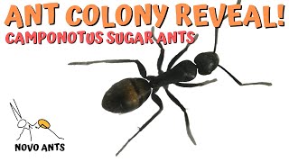 Ant Colony 3 REVEAL - carpenter ants - Camponotus Aeneopilosus - Carpenter ants