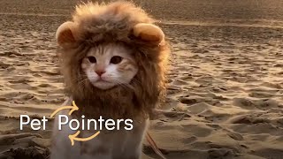 Top 100 Pet Pointers