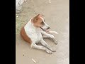 Dog waiting her food