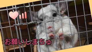 【チンチラ】出して〜アピール