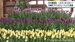 冬に咲くアイスチューリップが見頃　宮城・みちのく杜の湖畔公園