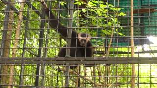 Gibbons at ACCB