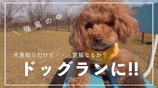 【犬Vlog】ビビリ克服⁉強風の中ドッグランへ【トイプードルMac】＊1