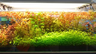 The aquatic tank is turned over~It looks like after 2 weeks~It's much refreshing