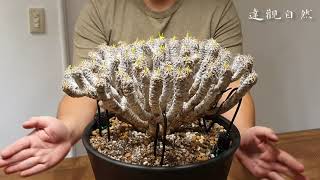 鬼棲閣 種植. How to plant a Caudex. (Euphorbia guillauminiana)