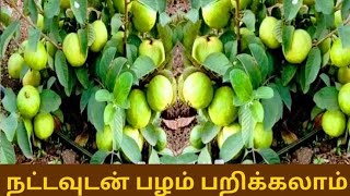 Taiwan pink | Taiwan Guava Farming | 7305739738 | Taiwan Guava Cultivation | கொய்யா வளர்ப்பு  தைவான்