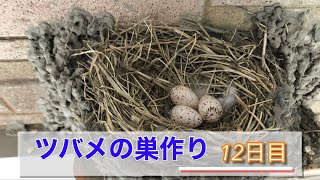 ツバメの巣作り開始から12日目