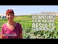 Succession Planting in Market Garden Farming