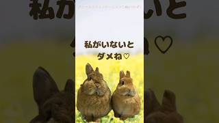 【私がいないとダメね♡】#動物と話す　#アニマルコミュニケーション　#アニマルコミュニケーター　#shorts