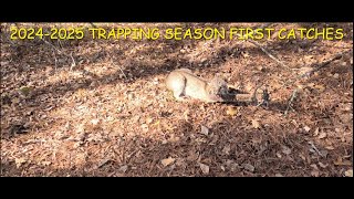 2024-2025 TRAPPING SEASON FIRST CATCHES!!  Coyote Trapping #trapping #coyote  #predatorcontrol