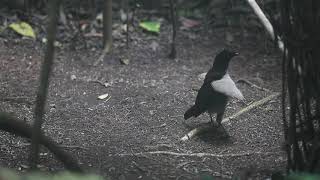 western parotia 1