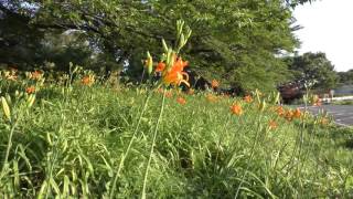 ヤブカンゾウの花（ワスレグサ）ほか　花のある風景　埼玉県さいたま市　2016年6月23日撮影