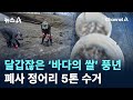 달갑잖은 ‘바다의 쌀’ 풍년…폐사 정어리 5톤 수거 / 채널A / 뉴스A