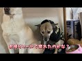 虐待された犬のお留守番を隠し撮りしてみたら、寂しくて泣いてる姿に胸が締め付けられました…「spotcam mibo」