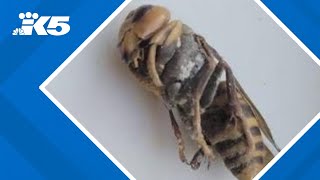 Northern giant hornet may have been found in Kitsap County