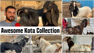 Fatima Goat Farm, Padgha | Full Tour, Kota Bakre Available \u0026 Palai Details