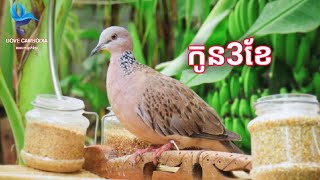 លលកធ្នាក់ម៉ាឡេ កូនអាយុ3ខែ chim cu gáy 3 Tháng Chim Cu Gáy Hay Campuchea