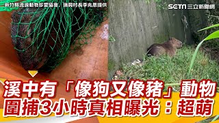 溪中有「像狗又像豬」動物！居民嚇壞喊抓「圍捕3小時」真相曝光：超萌│94看新聞