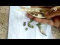 how to collect gokarna seeds collecting aparajita seeds