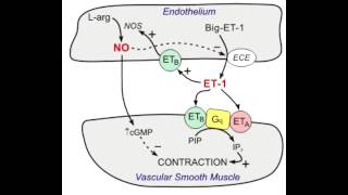 Bosentan - Endothelin blocker