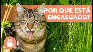 Por que meu GATO está ENGASGADO? 🐱⚠️ (5 Causas e o que fazer)