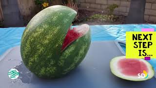 How-To Carve a Watermelon Shark