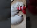 やっぱり話題のエビのけりぐるみに猫キックしまくった猫 猫蹴りぐるみ 猫えび 猫キック