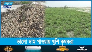 গাইবান্ধার বিভিন্ন চরে ব্যাপকভাবে বেড়েছে বাদাম চাষ | ETV News