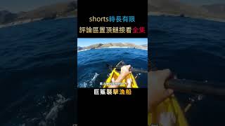 海釣突遭巨鯊襲擊，命懸一線的生死時刻，它追他逃他們都插翅難逃#shorts