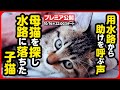 【子猫 保護】用水路に落ちてしまった子猫を緊急保護しました