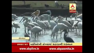 Foreign birds coming in Porbandar