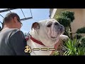 【ブルドッグbulldog八十助】ボクと散歩行かへん？