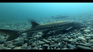 Smith river sturgeon