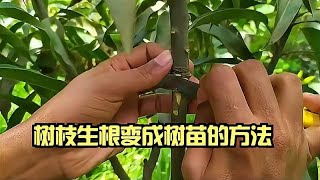 嫁接技巧，树枝生根变成树苗的方法，果树和花都能用