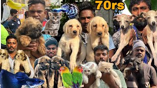 Broadway Chennai pets Market | All Pets in Low Price