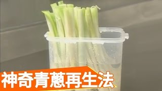 省錢小撇步，用這招青蔥再也吃不完！曹蘭 王月 生活智慧王 EP289 料理 手作 省錢