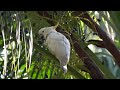 小葵花鳳頭鸚鵡 yellow crested cockatoo