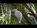 小葵花鳳頭鸚鵡 yellow crested cockatoo