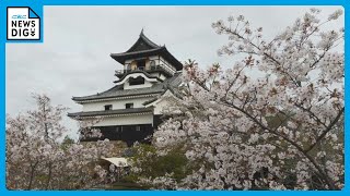 “人が集まるように”と願いが込められた桜　「戦国時代にはなかった」約400本　国宝「犬山城」と桜のコラボ