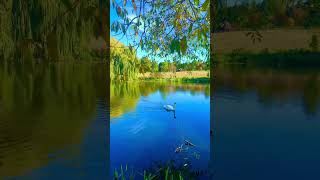 Swan Lake #nature #swan #relax #sleep  #relaxingmusic #calm #short  #peace #sleepingsounds #water