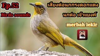 เสียงต่อนกกรงดอกแตงEp.52 Birds sounds  นกต่อ เจ้าแบงค์ นกป่ามายั่วไม่ยอมลง!!Suara merbah lekir 2021